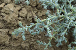 Image of Petrosimonia glaucescens (Bunge) Iljin