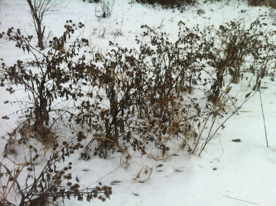 Image of greater burdock