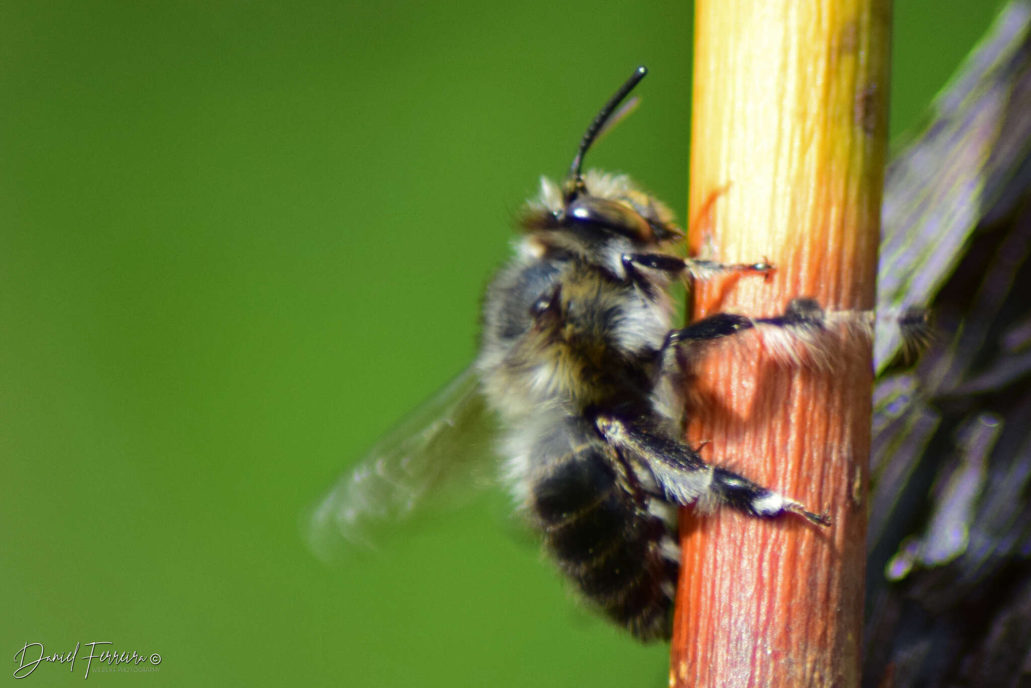 Image of Anthophora dispar Lepeletier 1841