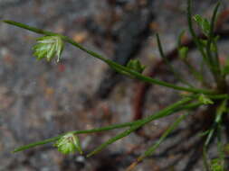 Image of Sedge