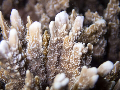 Image of pore coral