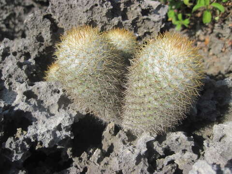 Image of Mammillaria columbiana subsp. yucatanensis (Britton & Rose) D. R. Hunt