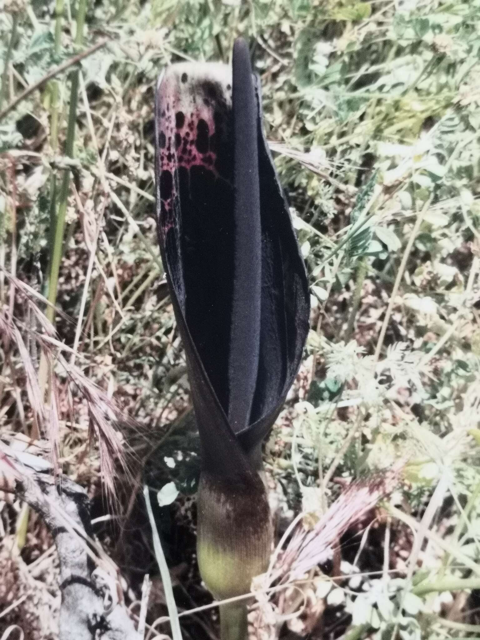 Image of Arum dioscoridis Sm.
