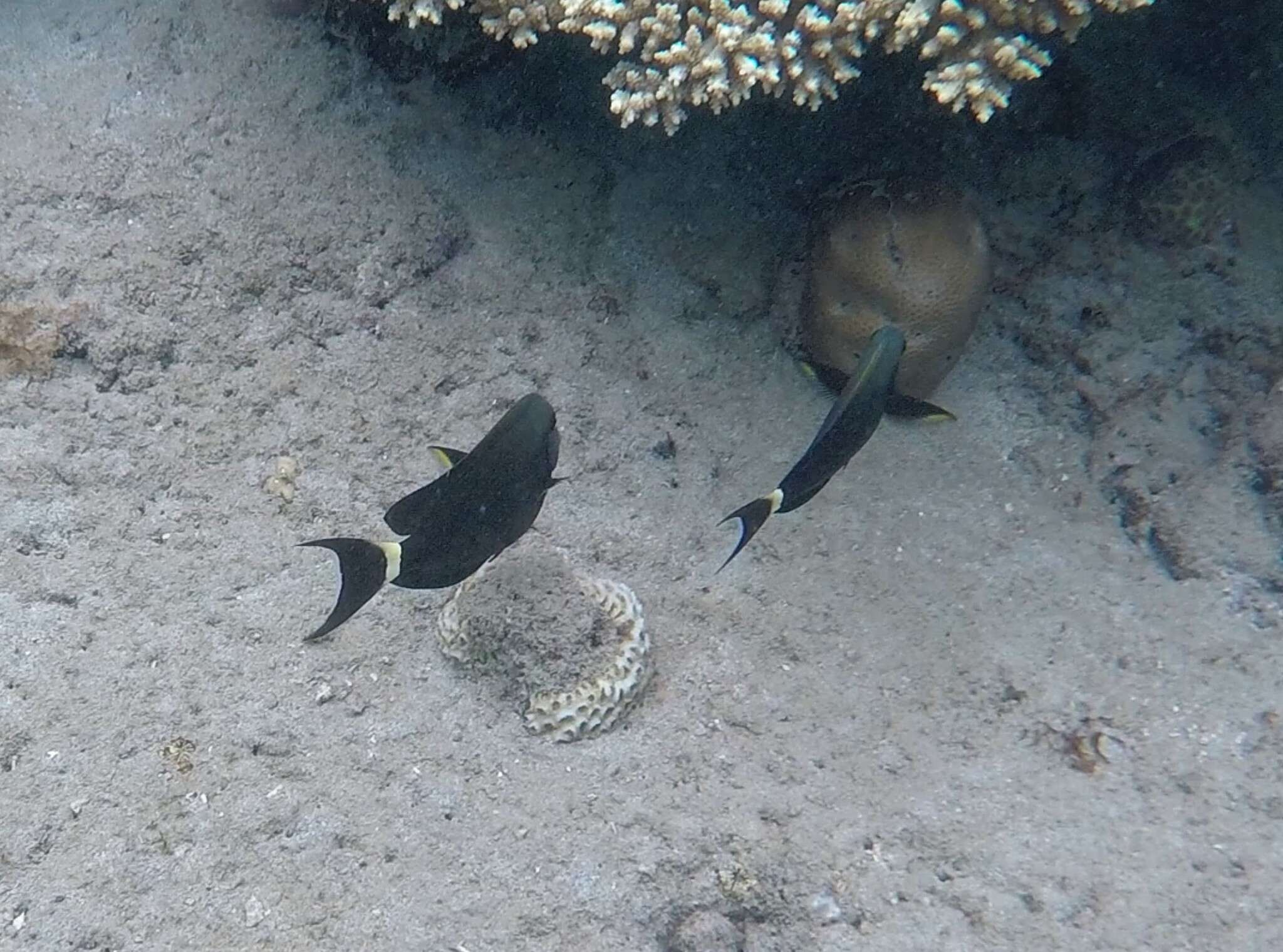 Image of Black-barred Surgeonfish