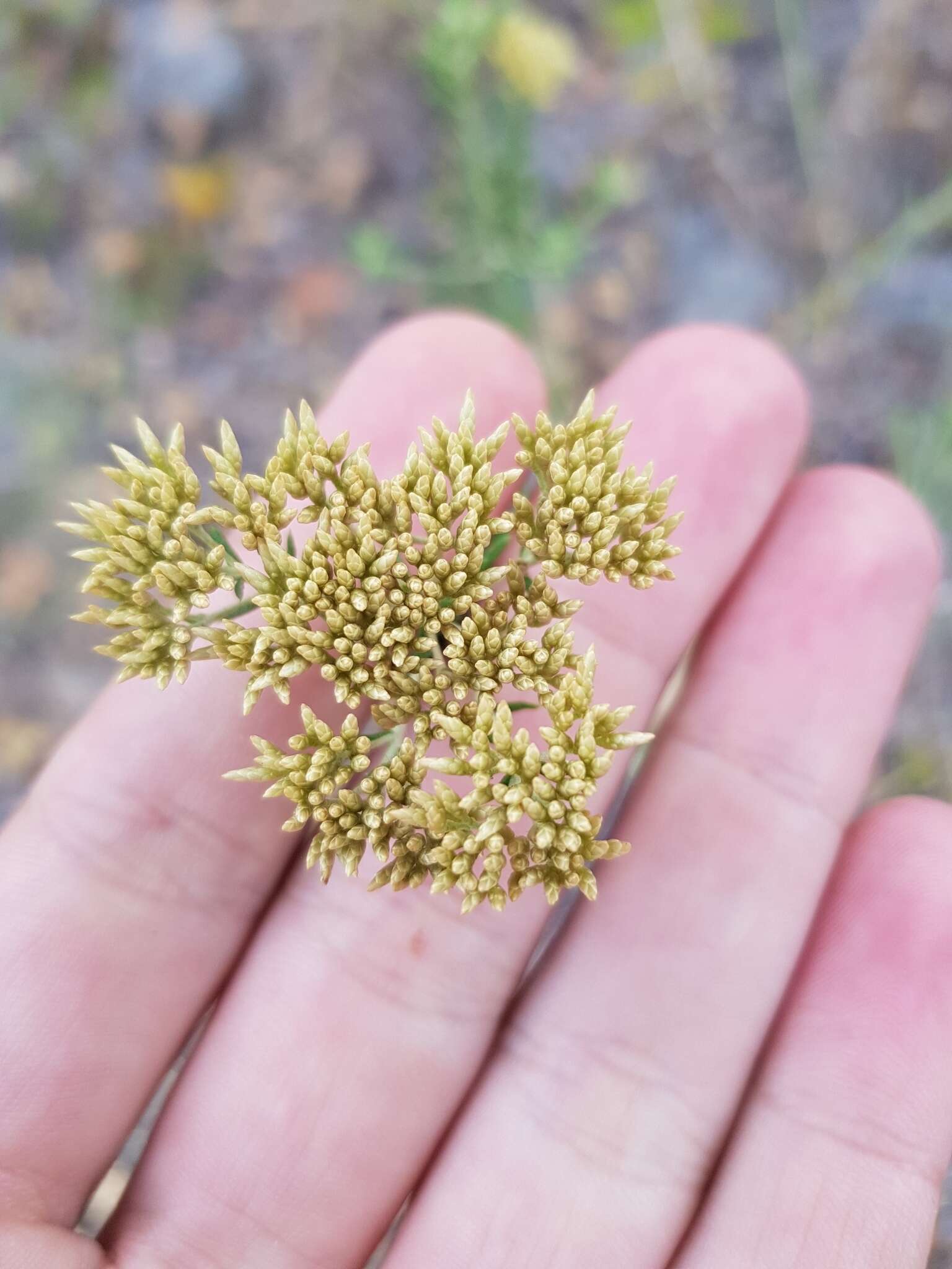 Imagem de Helichrysum kraussii Sch. Bip.