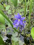 Image of <i>Pontederia cyanea</i>