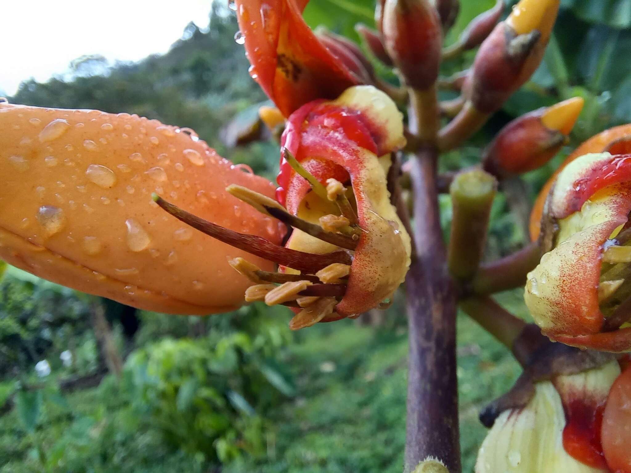 صورة Erythrina fusca Lour.