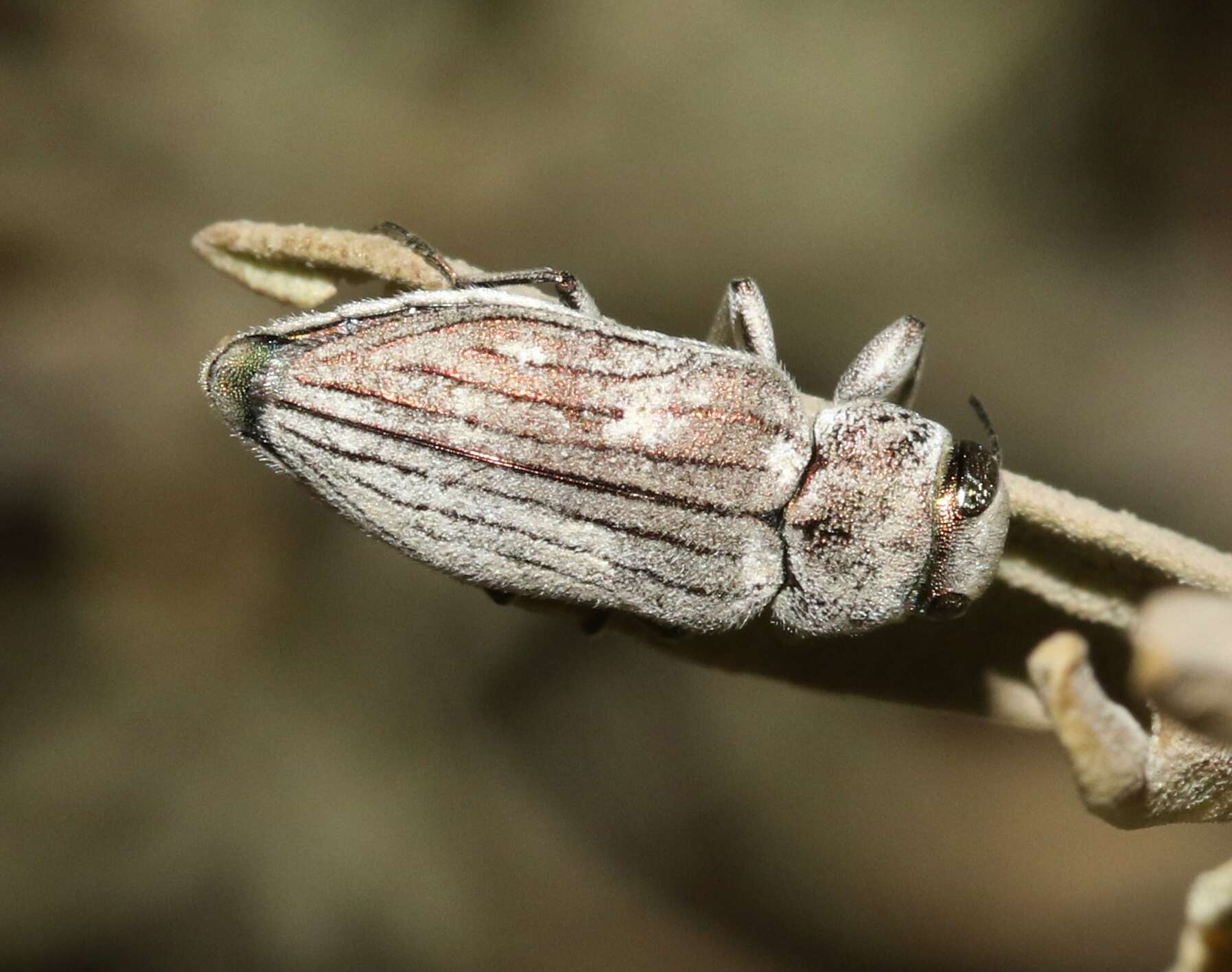 Image of Chrysobothris deserta Horn 1886