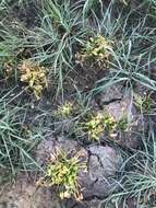 Heteranthera limosa (Sw.) Willd. resmi