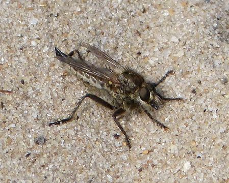 Image of <i>Dysmachus trigonus</i>