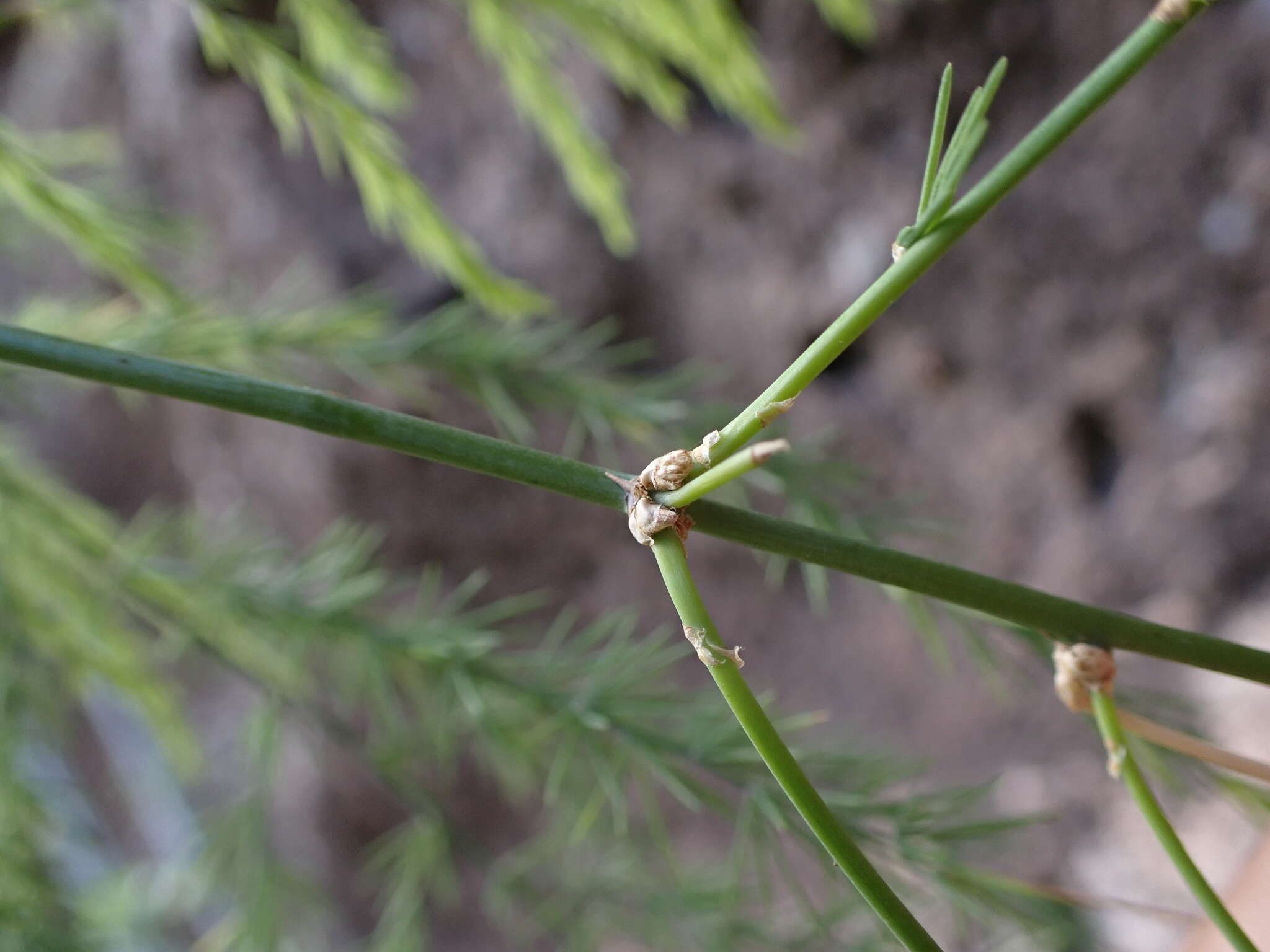 Image of Asparagus scoparius Lowe