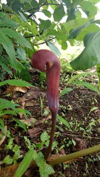 Image of Arisaema murrayi var. sahyadricum (S. R. Yadav, K. S. Patil & Bachulkar) M. R. Almeida