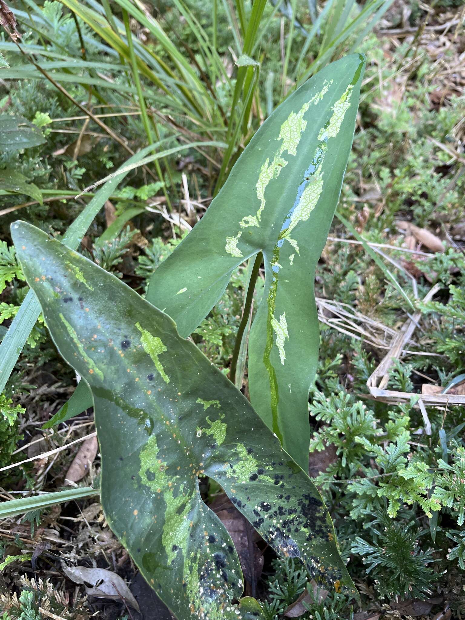 Urospatha sagittifolia (Rudge) Schott的圖片