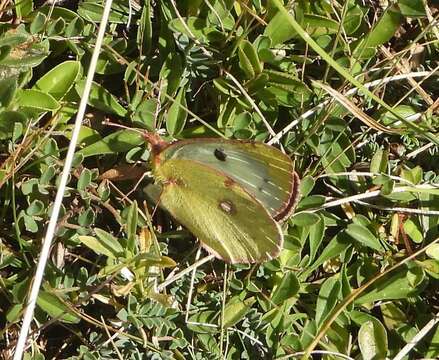 Image of bergers clouded yellow