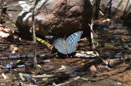 Image of Mottled Green Nymph