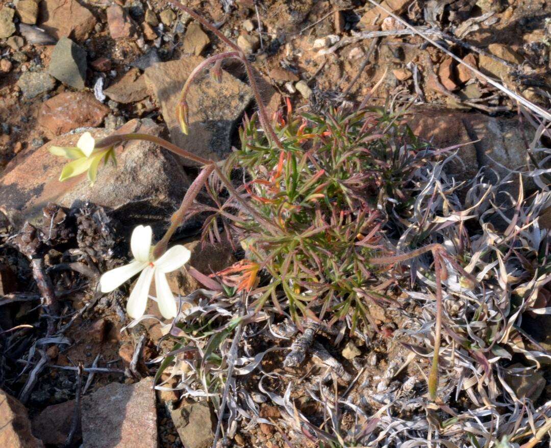 Image of Pelargonium aridum R. A. Dyer