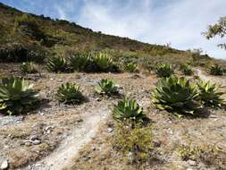 Image of Agave cupreata Trel. & A. Berger