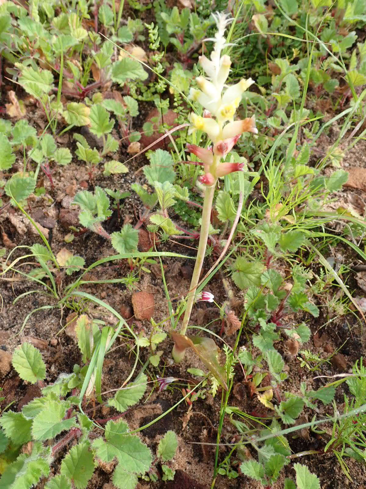 Image of Lachenalia pallida Aiton