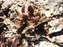 Image of Conejo dudleya