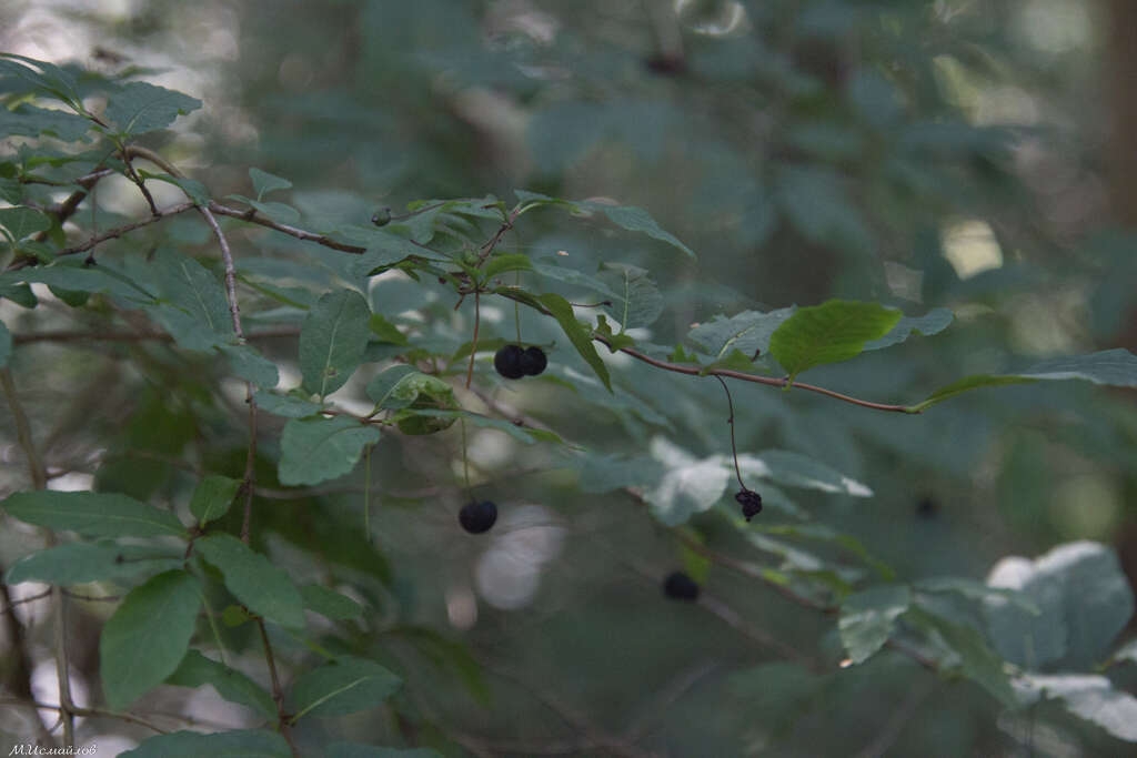 Lonicera nigra L. resmi