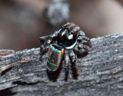 Image of Maratus volans (O. Pickard-Cambridge 1874)