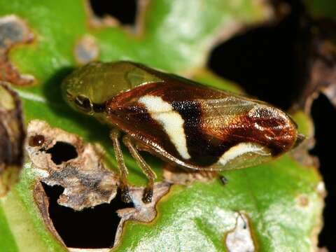 Image of Carystoterpa fingens (Walker 1851)