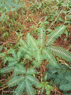 Plancia ëd Zapoteca portoricensis (Jacq.) H. M. Hern.