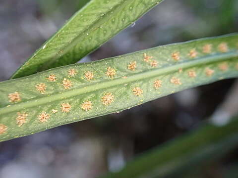 Campyloneurum angustifolium (Sw.) Fée的圖片