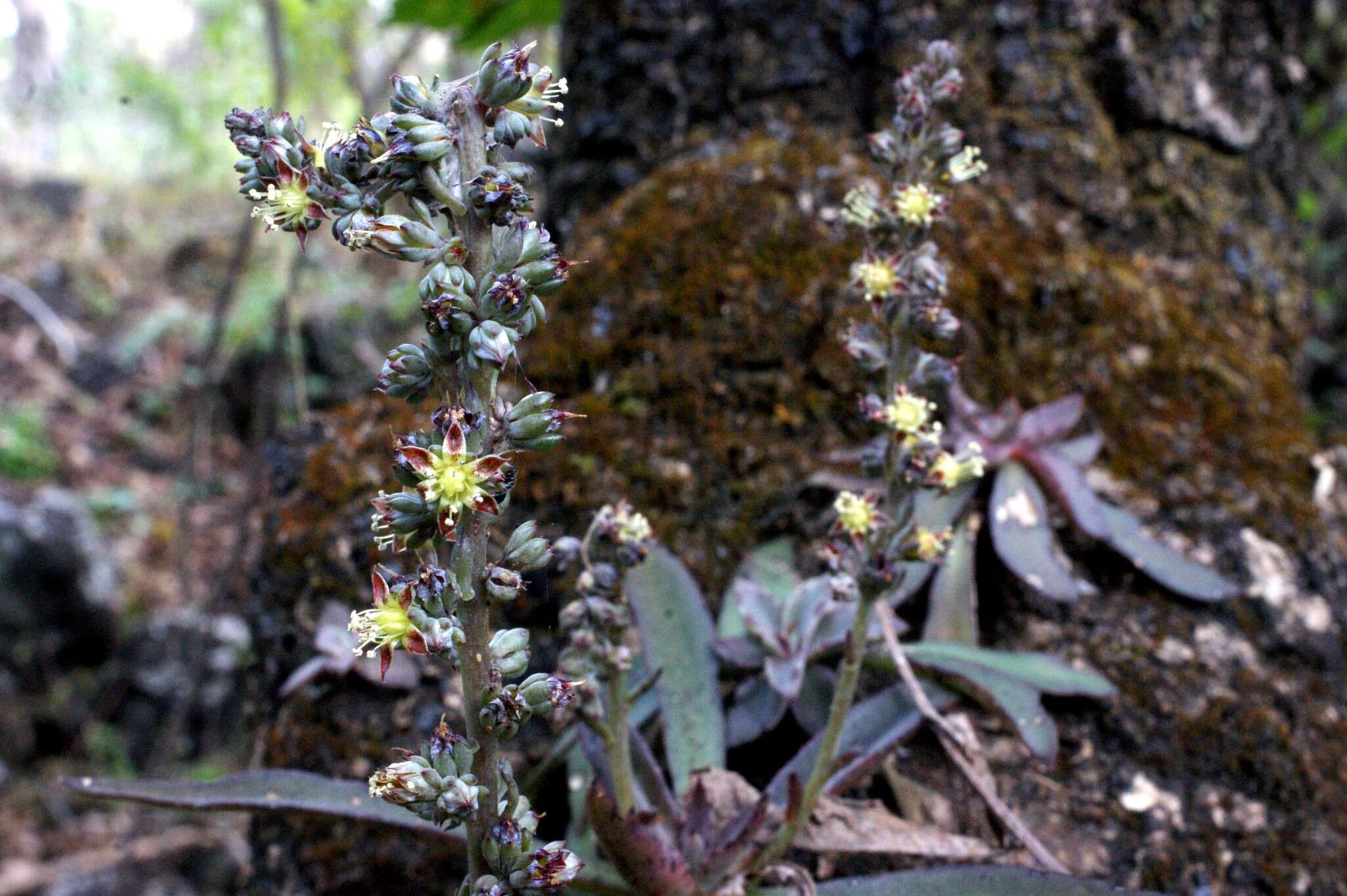 Sivun Thompsonella minutiflora (Rose) Britton & Rose kuva