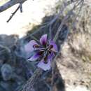 Image of Moraea amissa Goldblatt