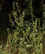 Clarkia heterandra (Torrey) H. Lewis & P. H. Raven resmi