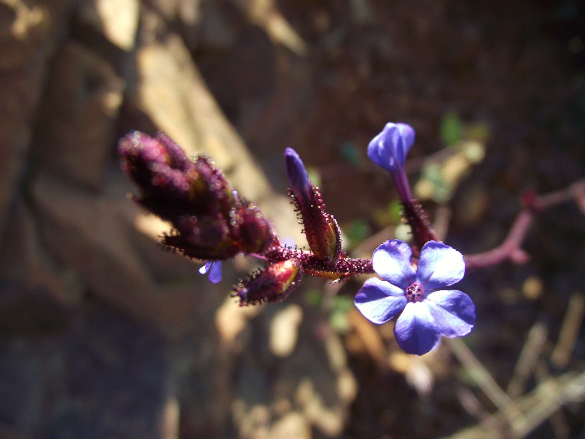 Imagem de Plumbago caerulea