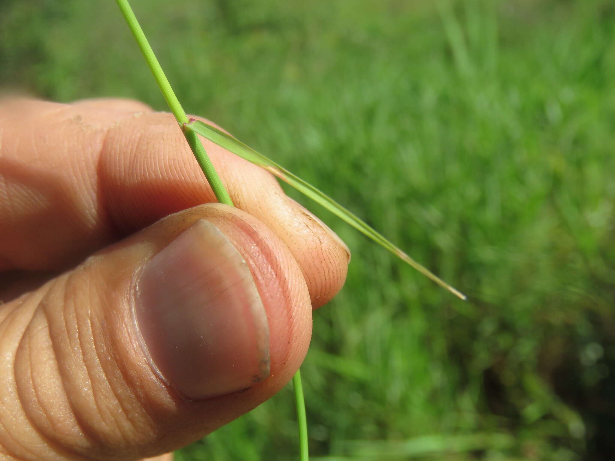 Image de Eragrostis volkensii Pilg.