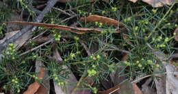 Image of Acacia aculeatissima J. F. Macbr.