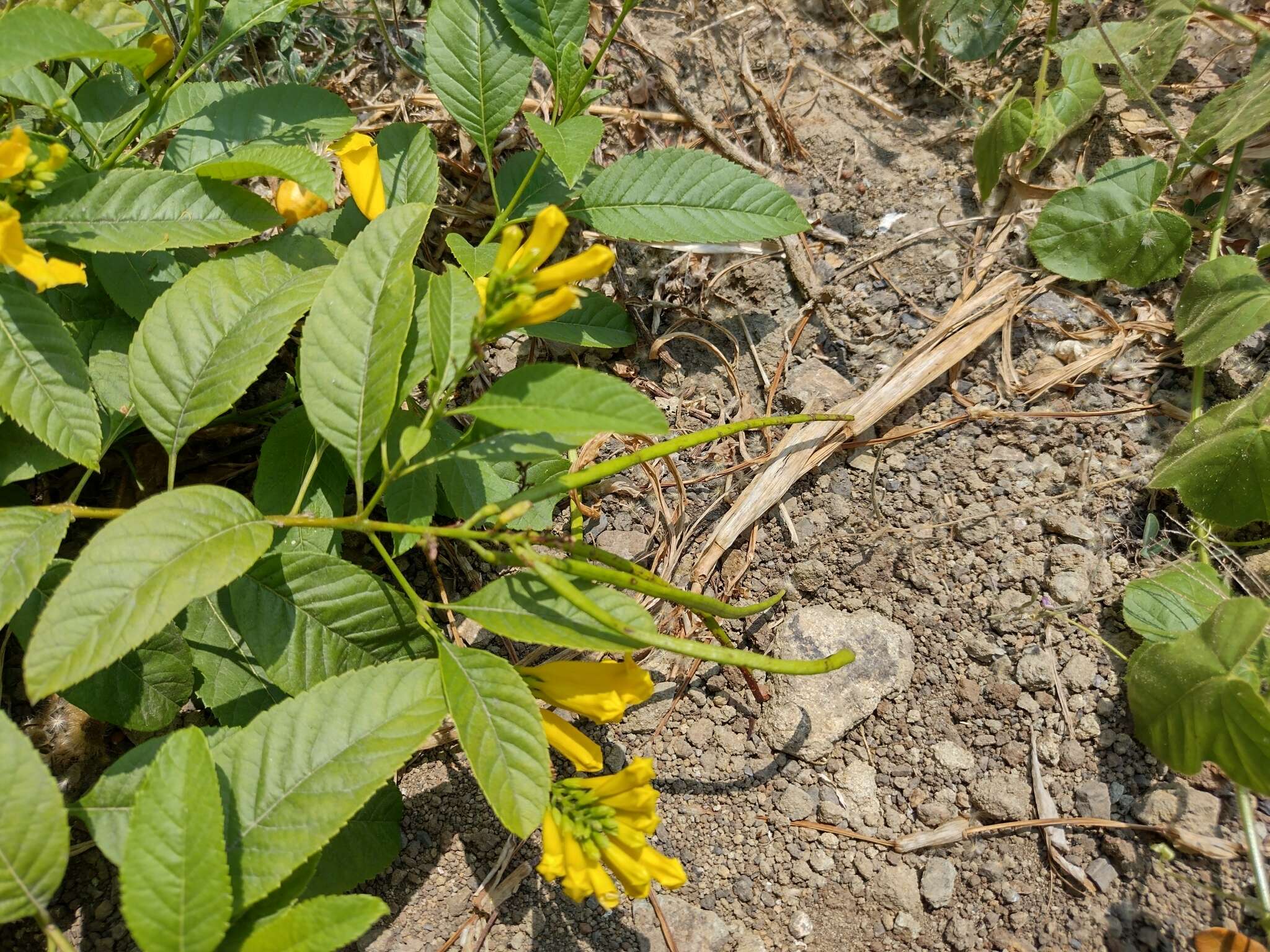 Image of chestnutleaf trumpetbush