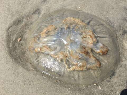 Image of mushroom cap jellyfish