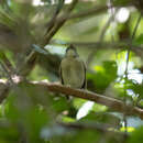 Image of Cyornis olivaceus olivaceus Hume 1877