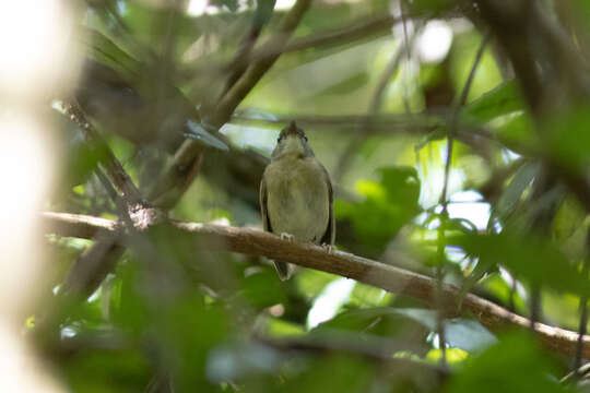 Image of Cyornis olivaceus olivaceus Hume 1877