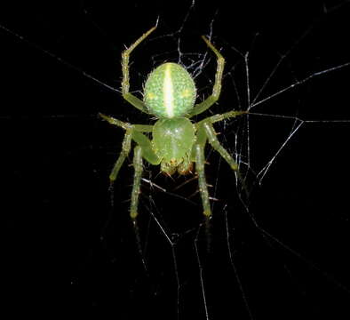 Image of Araneus psittacinus (Keyserling 1887)