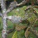 Image of Nopalea inaperta A. Schott ex Griffiths