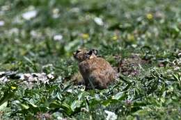 Image of Black-lipped Pika