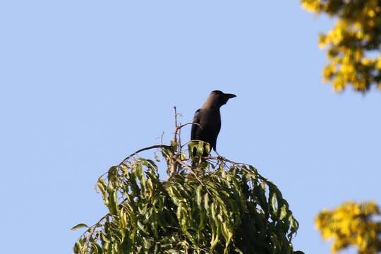 Imagem de Corvus splendens Vieillot 1817