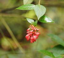 Image of purple cestrum