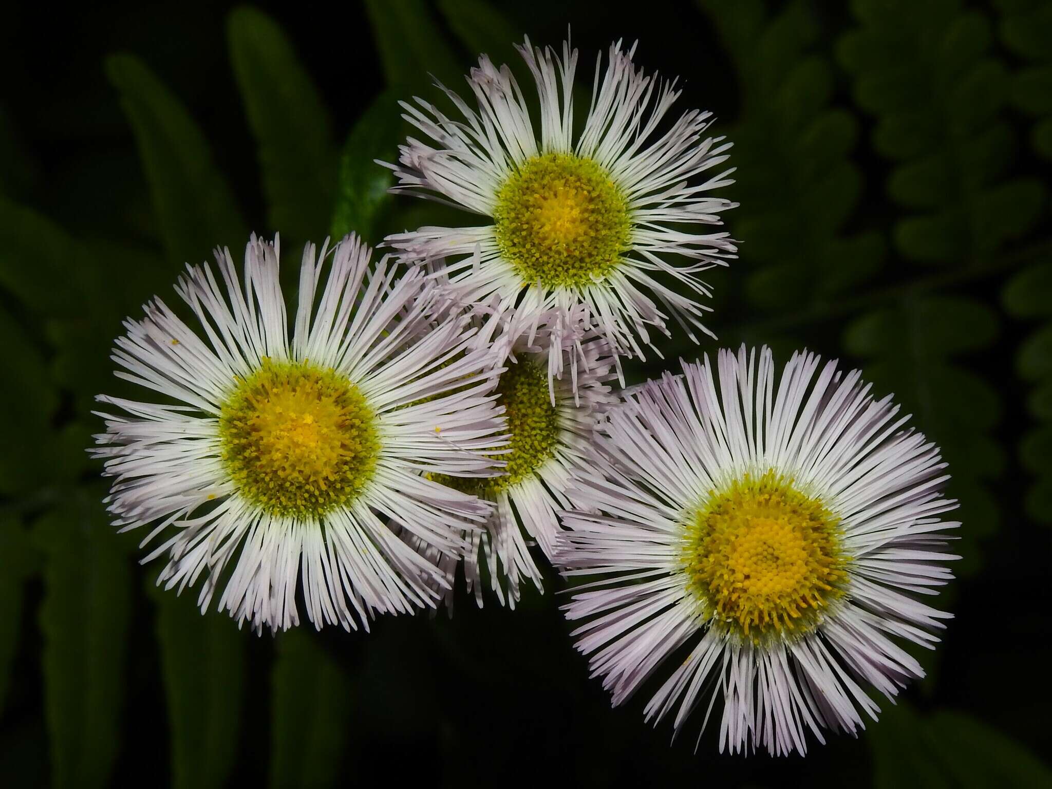 Image of Erigeron philadelphicus var. philadelphicus