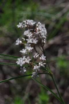 Image of Sisyranthus barbatus (Turcz.) N. E. Br.