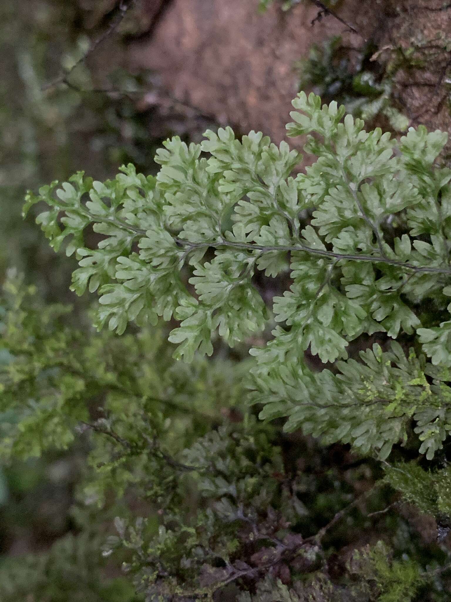 Imagem de Hymenophyllum polyanthos (Sw.) Sw.