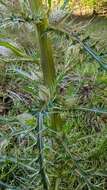 Image of Cirsium horridulum var. megacanthum (Nutt.) D. J. Keil