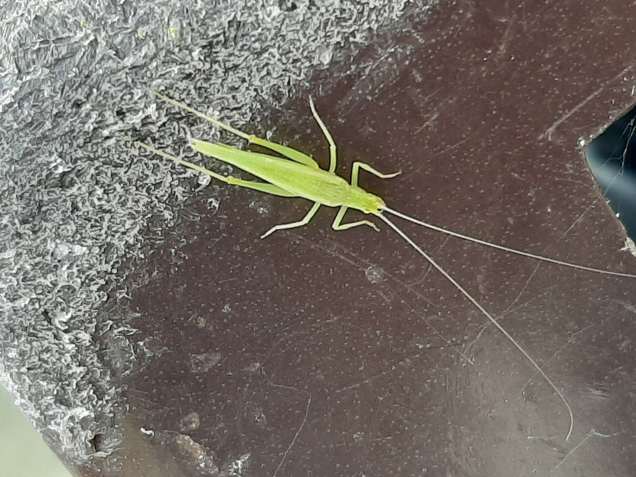 Image of Fast-calling Tree Cricket