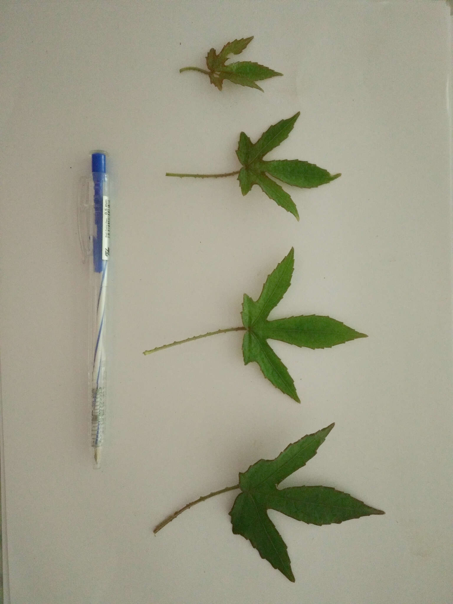 Image of Prickly hibiscus creeper