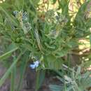 Image of Salvia nervosa Benth.